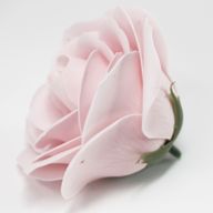 Roses de Savon  pour Bouquet- Larges/Dragée