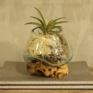 Vase en Verre Soufflé sur Racine - Petit