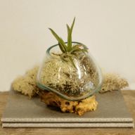 Vase en Verre Soufflé sur Racine - Petit