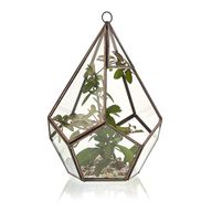 Terrarium en Verre - Grand Pentagone