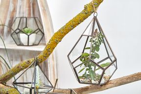 Terrarium en Verre - Grand Pentagone