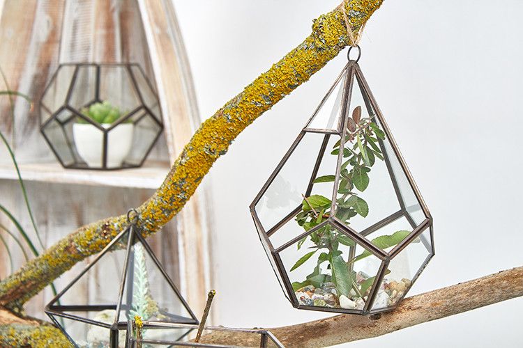 Terrarium en Verre - Grand Pentagone