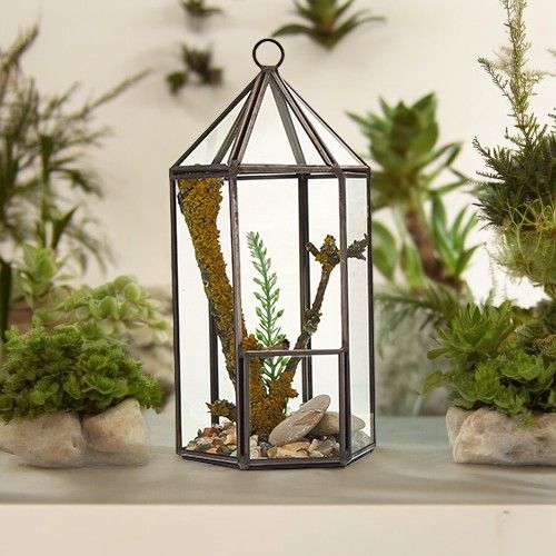 Terrarium en Verre - Forme Lanterne