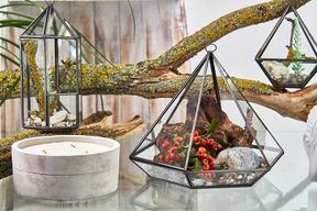 Terrarium en Verre - Grand Losange