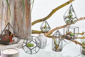 Terrarium en Verre - Cube en Coin