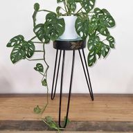 Support à Plantes en Bois Albésia - Détails Turquoise & Or