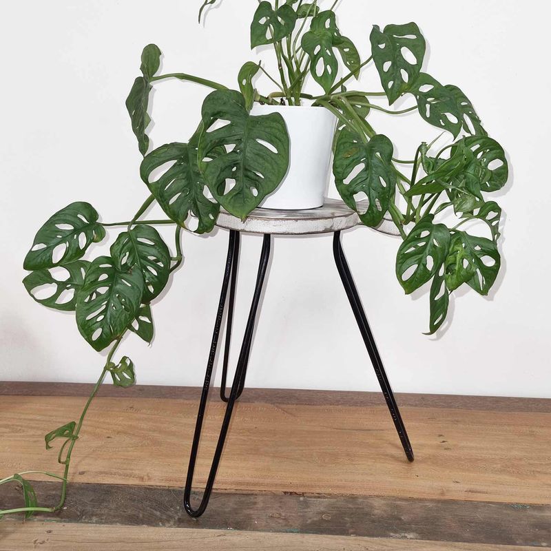Support pour Plante Forme Poisson en Bois Albésia - Blanchi à la Chaux