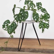 Support pour Plante Forme Poisson en Bois Albésia - Blanchi à la Chaux