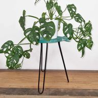 Support pour Plante Forme Poisson en Bois Albésia - Turquoise