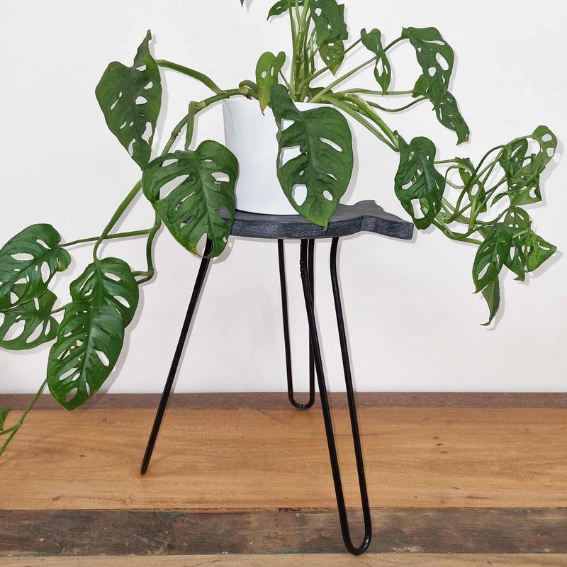Support pour Plantes en Forme de Poisson en Bois Albésia - Gris Délavé