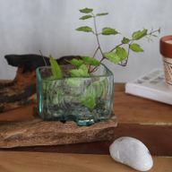 Verre sur Bois avec Support - Petit Bol