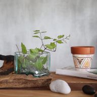 Verre sur Bois avec Support - Grand Bol