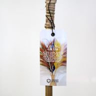 Rayung Herbe Lavande - 1.6m