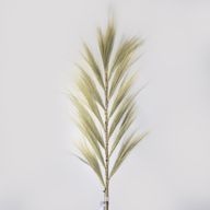 Rayung Herbe Blonde - 1.6m