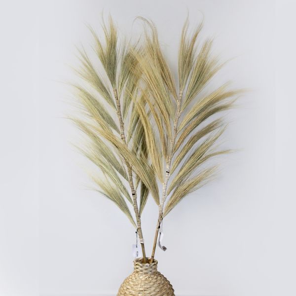 Rayung Herbe Blonde - 1.6m