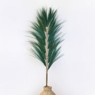 Rayung Herbe Verte - 1.6m