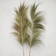 Rayung Herbe Naturelle - 2m