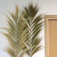 Rayung Herbe Naturelle - 2m