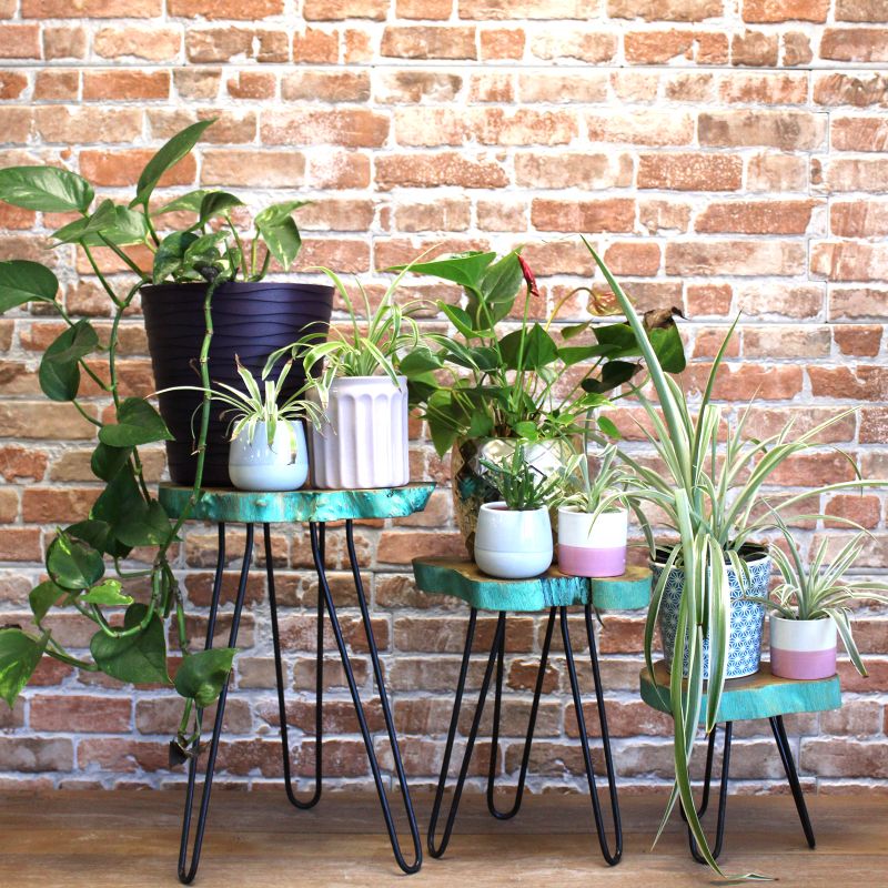 Ensemble de 3 supports pour plantes en bois - Vert Délavé