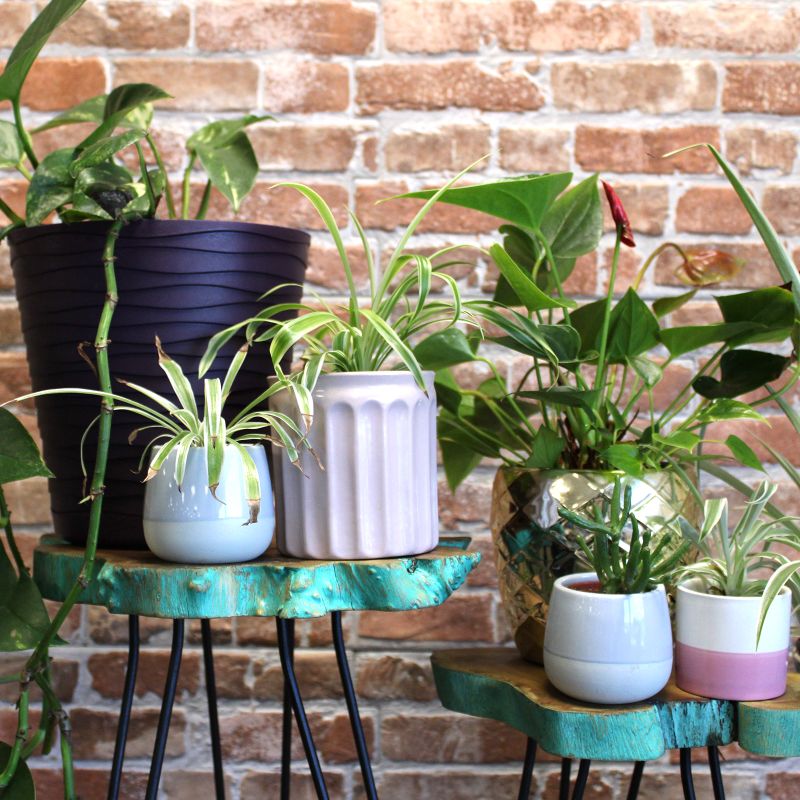 Ensemble de 3 supports pour plantes en bois - Vert Délavé