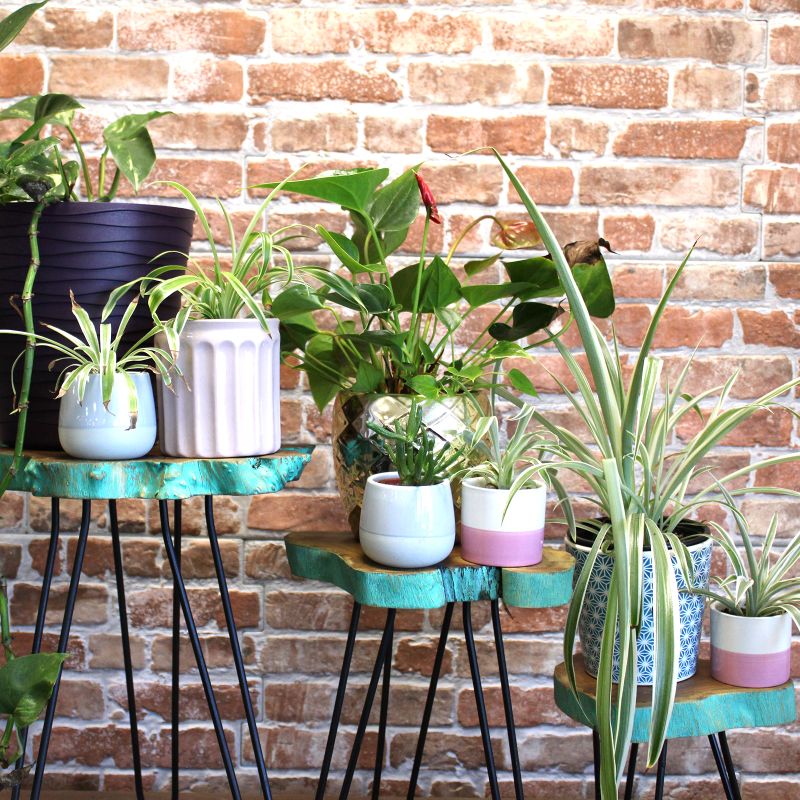 Ensemble de 3 supports pour plantes en bois - Vert Délavé