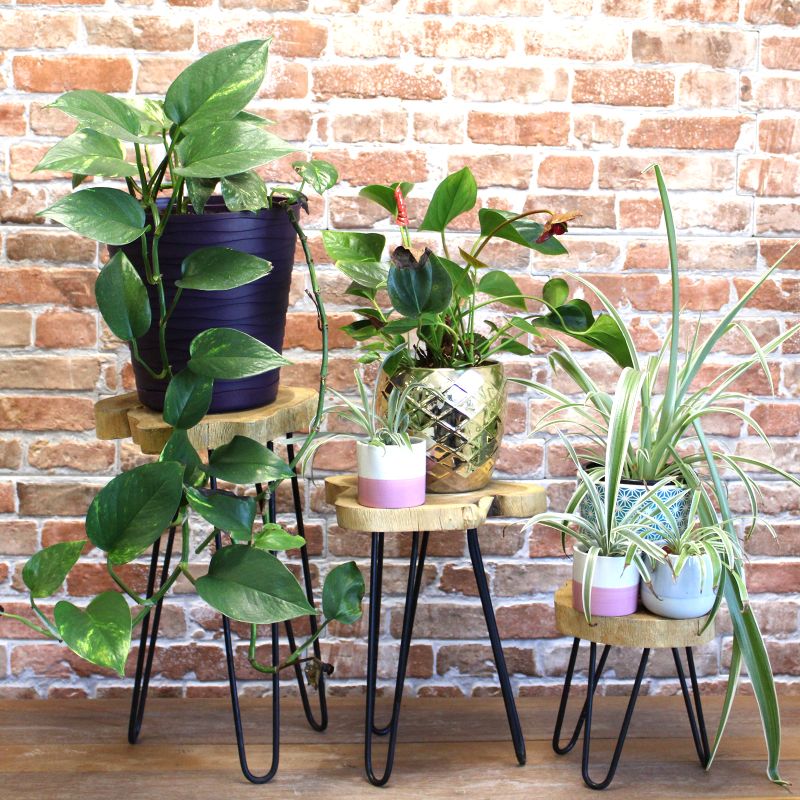 Ensemble de 3 Supports pour Plantes en Bois Gamell - Naturel