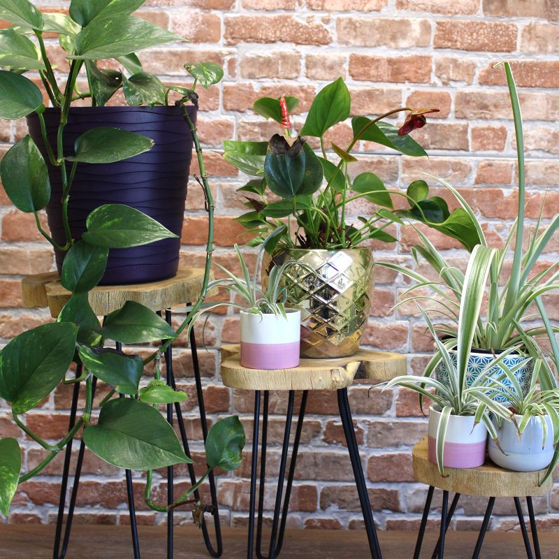 Ensemble de 3 Supports pour Plantes en Bois Gamell - Naturel
