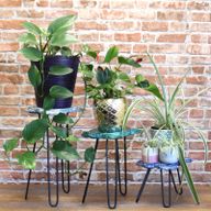 Ensemble de 3 Supports pour Plantes en Bois Albasia - Tortues