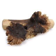 Verre  Moulé sur bois parasite rare