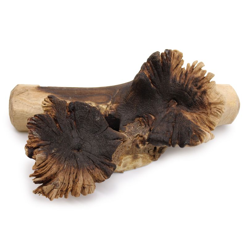 Verre  Moulé sur bois parasite rare
