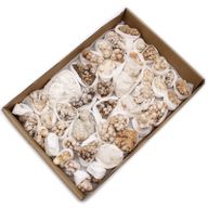 Spécimens Minéraux - Fleur de Calcite (environ 20 pièces)