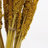 Bouquet d'Herbes Séchées - Cantal - Ambre