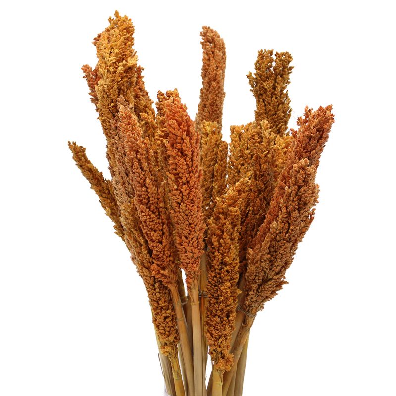 Bouquet d'Herbes Séchées - Cantal - Orange