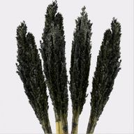 Bouquet d'Herbes Séchées - Cantal - Noir