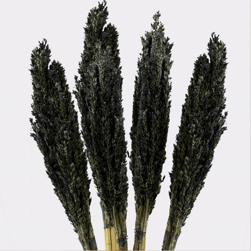 Bouquet d'Herbes Séchées - Cantal - Noir