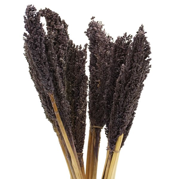 Bouquet d'Herbes Séchées - Cantal - Noir