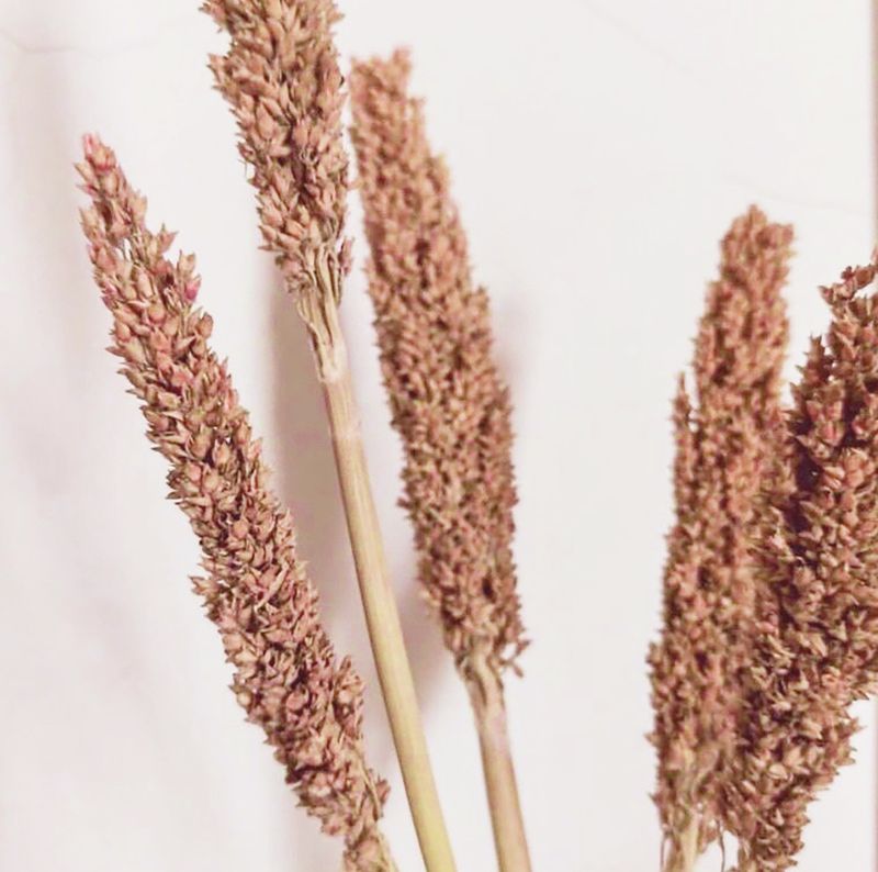 Bouquet d'Herbes Séchées - Rouille