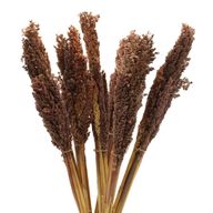 Bouquet d'Herbes Séchées - Cantal - Chocolat