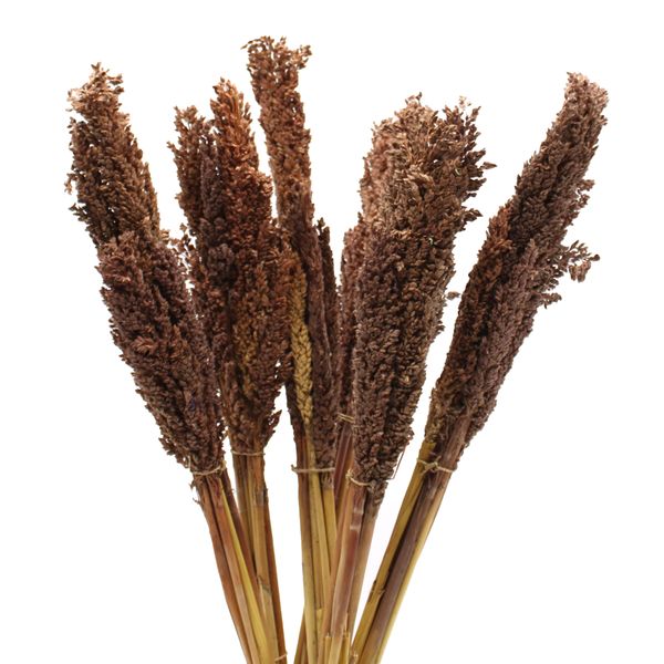 Bouquet d'Herbes Séchées - Cantal - Chocolat