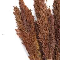 Bouquet d'Herbes Séchées - Cantal - Chocolat