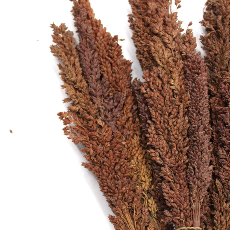 Bouquet d'Herbes Séchées - Cantal - Chocolat
