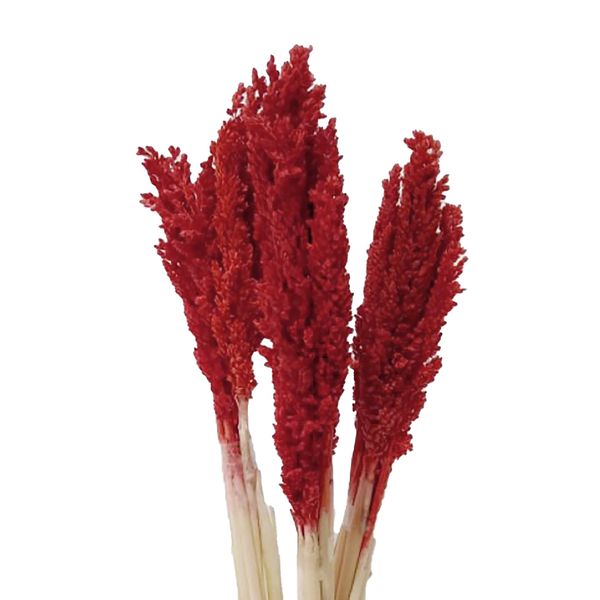 Bouquet d'Herbes Séchées - Cantal - Rouge Feu