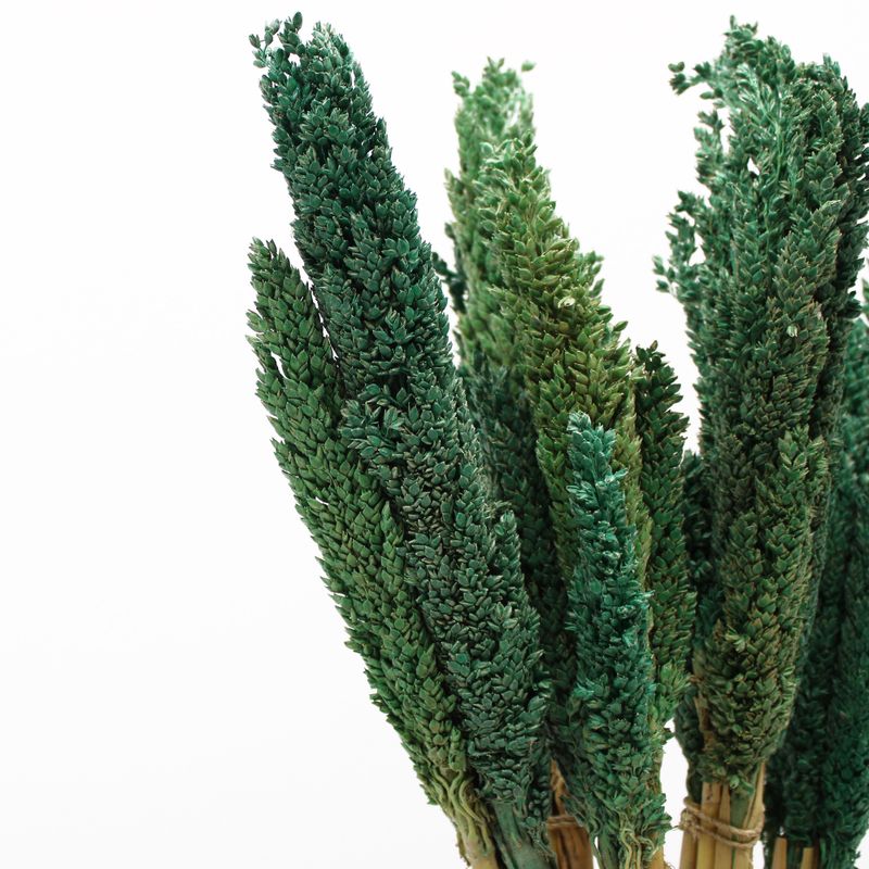 Bouquet d'Herbes Séchées du Cantal - Sarcelle