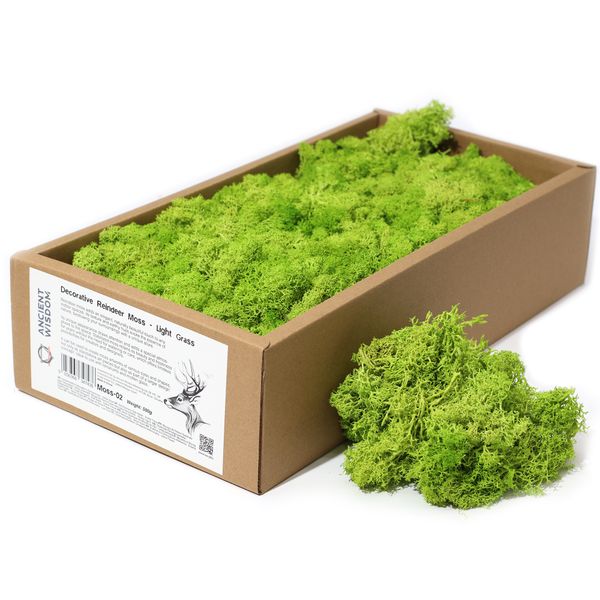 Mousse de Renne de Décoration de Qualité - Vert Clair - Boîte de 635g