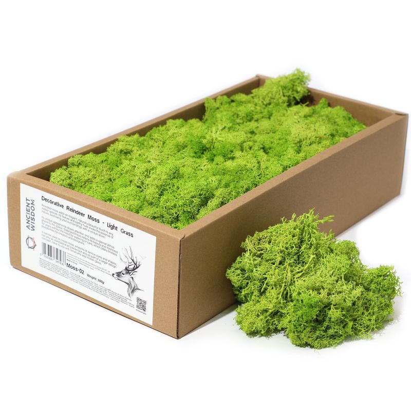 Mousse de Renne de Décoration de Qualité - Vert Clair - Boîte de 635g