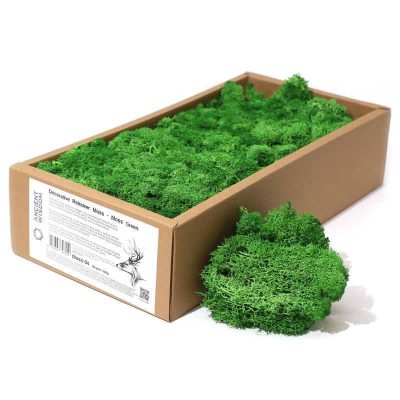 Mousse de Renne de Décoration de Qualité - Vert Mousse - Boîte 635g
