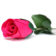 Fleur de Savon - Petite Rose - Rose