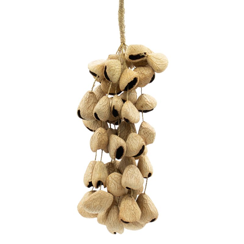 Grande Coque de Graine de Pangi - Hochet Naturel en Noix (50 Coques)