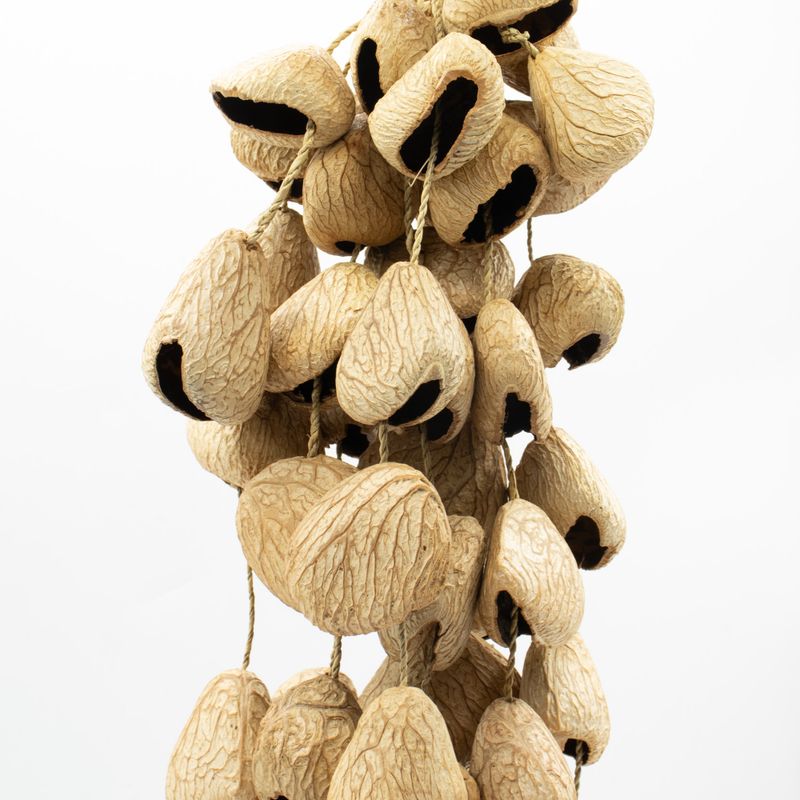 Grande Coque de Graine de Pangi - Hochet Naturel en Noix (50 Coques)