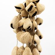 Grande Coque de Graine de Pangi - Hochet Naturel en Noix (50 Coques)